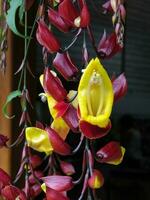 Thunbergia mysorensis. Close up bunch of pending flower with many blooming buds. photo