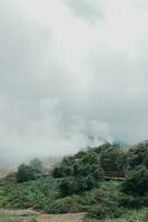 forest in sidkidang dieng crater photo