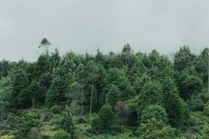 forest in sidkidang dieng crater photo