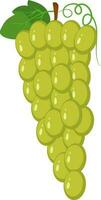 Bunch of green grapes. vector