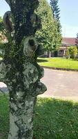 Old tree trunk with traces of branches in the yard photo