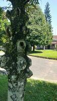 Old tree trunk with traces of branches in the yard photo