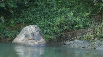 Water stream in summer green nature photo