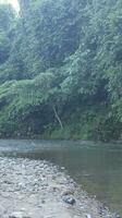 Water stream in summer green nature photo