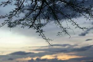 tree branch silhouette against the background of the afternoon sky photo