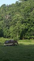 beautiful morning light in public park with green grass field photo