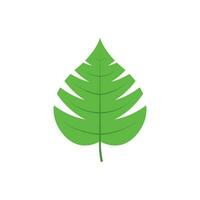 Green tree leaf vector illustration isolated on transparent background