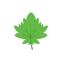 Green tree leaf vector illustration isolated on transparent background