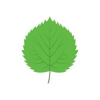 Green tree leaf vector illustration isolated on transparent background