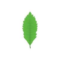 Green tree leaf vector illustration isolated on transparent background
