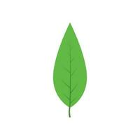 Green tree leaf vector illustration isolated on transparent background