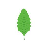 Green tree leaf vector illustration isolated on transparent background