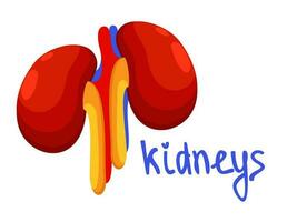 Kidneys. Colorful vector isolated illustration with lettering.