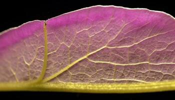 Vibrant colors of nature beauty in studio shot generated by AI photo