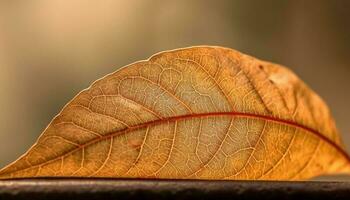 Vibrant autumn leaf, close up, showcasing organic growth and leaf vein generated by AI photo