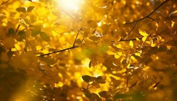 Vibrant autumn maple leaves shine in sunrise golden light generated by AI photo