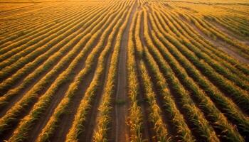 Organic wheat crop in meadow, striped green and yellow generated by AI photo