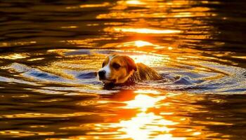 Golden retriever puppy playing in rippled blue water at sunset generated by AI photo