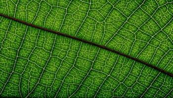 Vibrant leaf pattern showcases beauty in nature organic symmetry generated by AI photo