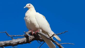 Cute cockatoo perching on branch, enjoying natural beauty outdoors generated by AI photo