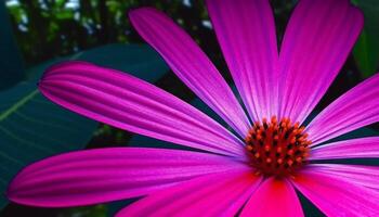 Vibrant gerbera daisy bouquet, showcasing multi colored petals and fresh greenery generated by AI photo