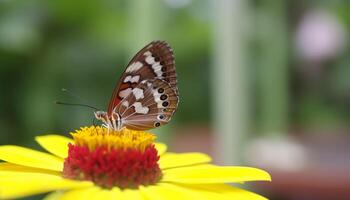 Vibrant butterfly pollinates fragile flower in tranquil summer garden generated by AI photo