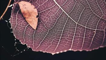 Vibrant autumn leaf vein pattern on wet spider web backdrop generated by AI photo