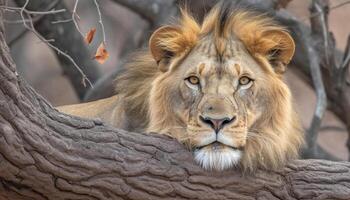 Majestic lioness resting in the savannah, alertness in her eyes generated by AI photo