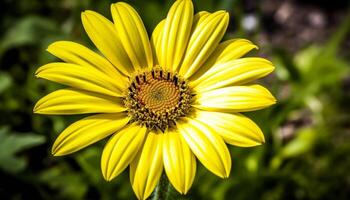 amarillo margarita florecer, un soltero flor de belleza en naturaleza generado por ai foto