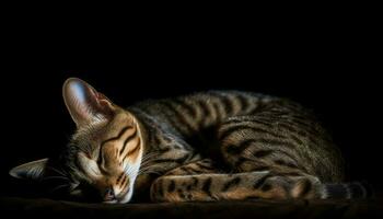 Cute striped kitten resting, staring with softness and beauty generated by AI photo