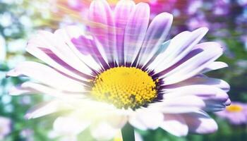 Vibrant wildflower meadow, chamomile and daisy in soft focus generated by AI photo