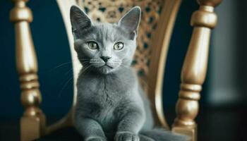Playful kitten staring at camera, charming beauty in armchair generated by AI photo