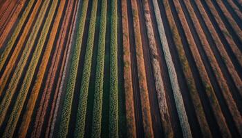 agrícola campo crecimiento, a rayas trigo cultivo, belleza en naturaleza paisaje generado por ai foto