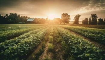 Agricultural industry harvesting vibrant organic growth in a tranquil landscape generated by AI photo