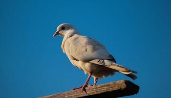 un Gaviota encaramado en un rama, mirando fuera a mar generado por ai foto