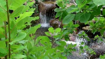 klein Wasserfall hinter Grün Baum Blätter, makellos Natur video