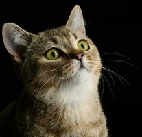 Portrait of an adult gray cat breed Straight Scottish on a black background photo