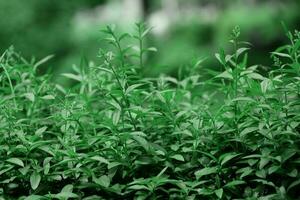 Bush Common Privet in the garden with green leaves photo