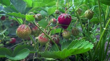 Ripening strawberries in natural conditions. video