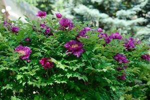 Tree peony bush with green leaves and pink flowers in the park photo