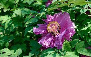 Tree peony bush with green leaves and pink flowers in the park photo