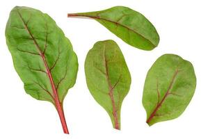 Beet leaves for salad on a white isolated background photo