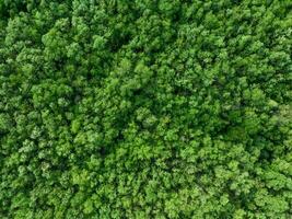 aéreo parte superior ver de mangle bosque. zumbido ver de denso verde mangle arboles capturas co2 verde arboles antecedentes para carbón neutralidad y red cero emisiones concepto. sostenible verde ambiente. foto