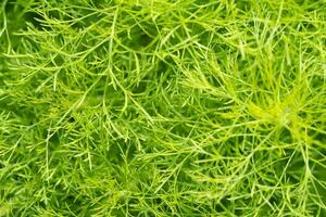 Green leaves of ornamental plant in the garden. Full frame small green leaf texture background. Dense green leaf with beauty pattern texture background. Green wallpaper. Nature abstract background. photo