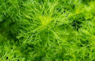Green leaves of ornamental plant in the garden. Full frame small green leaf texture background. Dense green leaf with beauty pattern texture background. Green wallpaper. Nature abstract background. photo