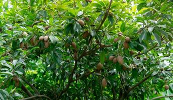 Sapodilla tree with young fruit and green leaves. Evergreen tree. Sapodilla fruit garden. Exotic fruit. Tropical fruit. Sapodilla orchard. Chicle from bark is used to make chewing gum. Marmalade plum. photo