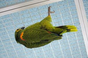 Green and Yellow Budgerigar Parrot Hanging Upside Down on Metal Grid photo