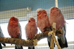 Four Pink and Grey Cockatoo Parrots Perching on a Branch photo