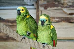 Two Green and Yellow Budgerigar Parrots Perching on a Rope photo