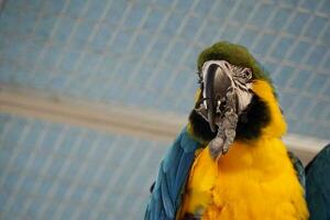 One Blue and Yellow Macaw - Close-Up photo